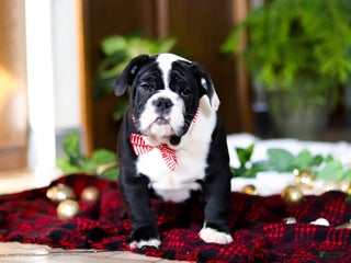 English Bulldog dogs JoJo - Ad 39