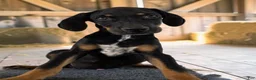 Catahoula Leopard Dog dogs for sale: Tracy II 2026 Male 3 - Ad 2