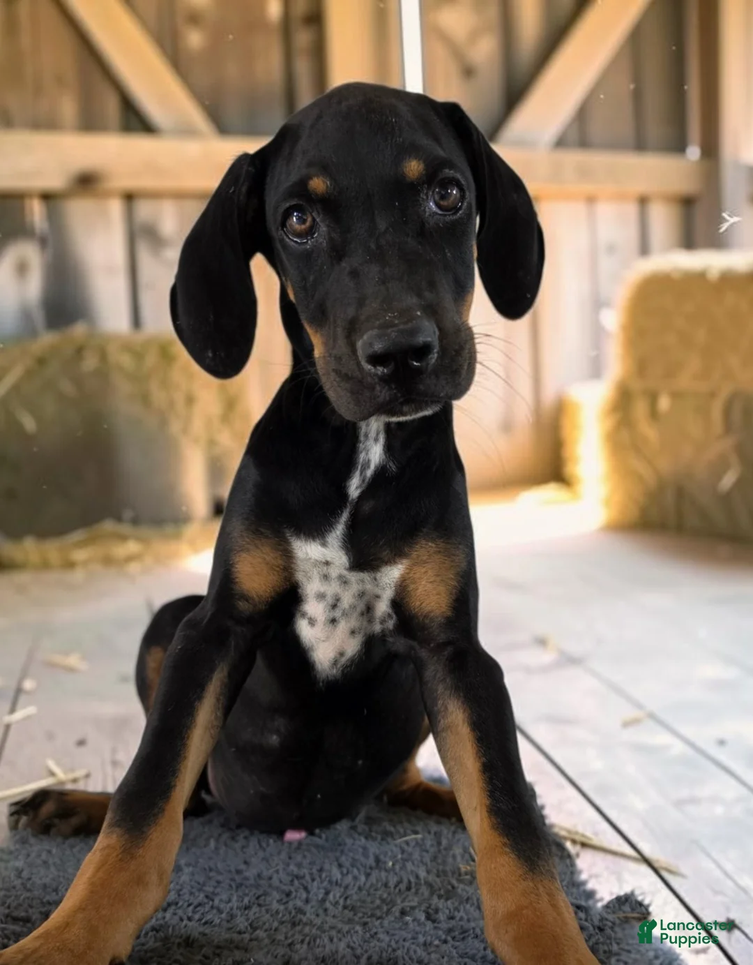 Catahoula Leopard Dog dogs for sale: Tracy II 2026 Male 3 - Ad 2