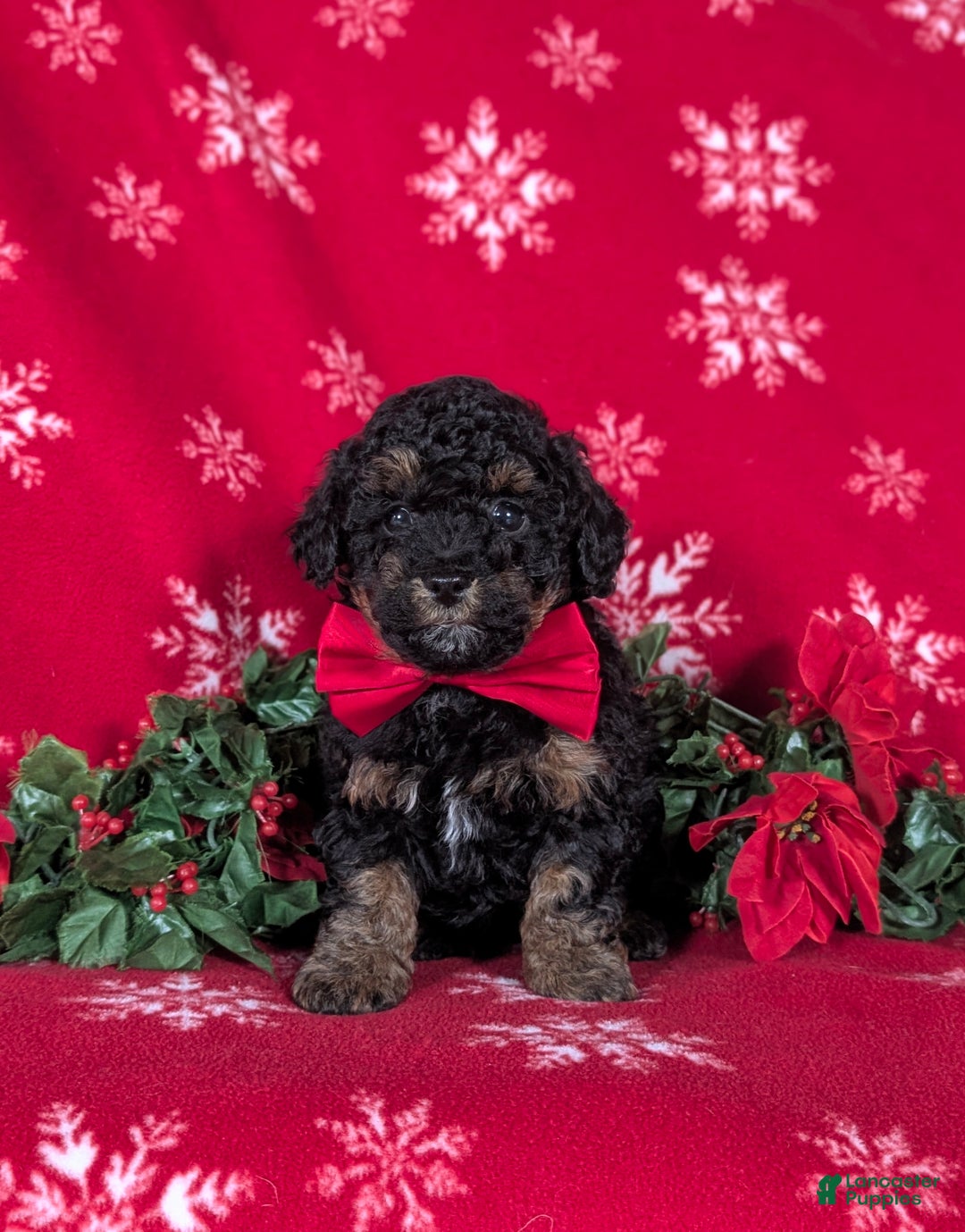 Havapoo dogs for sale: Blake Ready for Christmas! - Ad 1