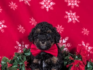 Havapoo dogs Blake Ready for Christmas! - Ad 22