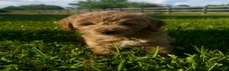 Mini Goldendoodle dogs for sale: Mini Goldendoodle Puppy 2 - Ad 4