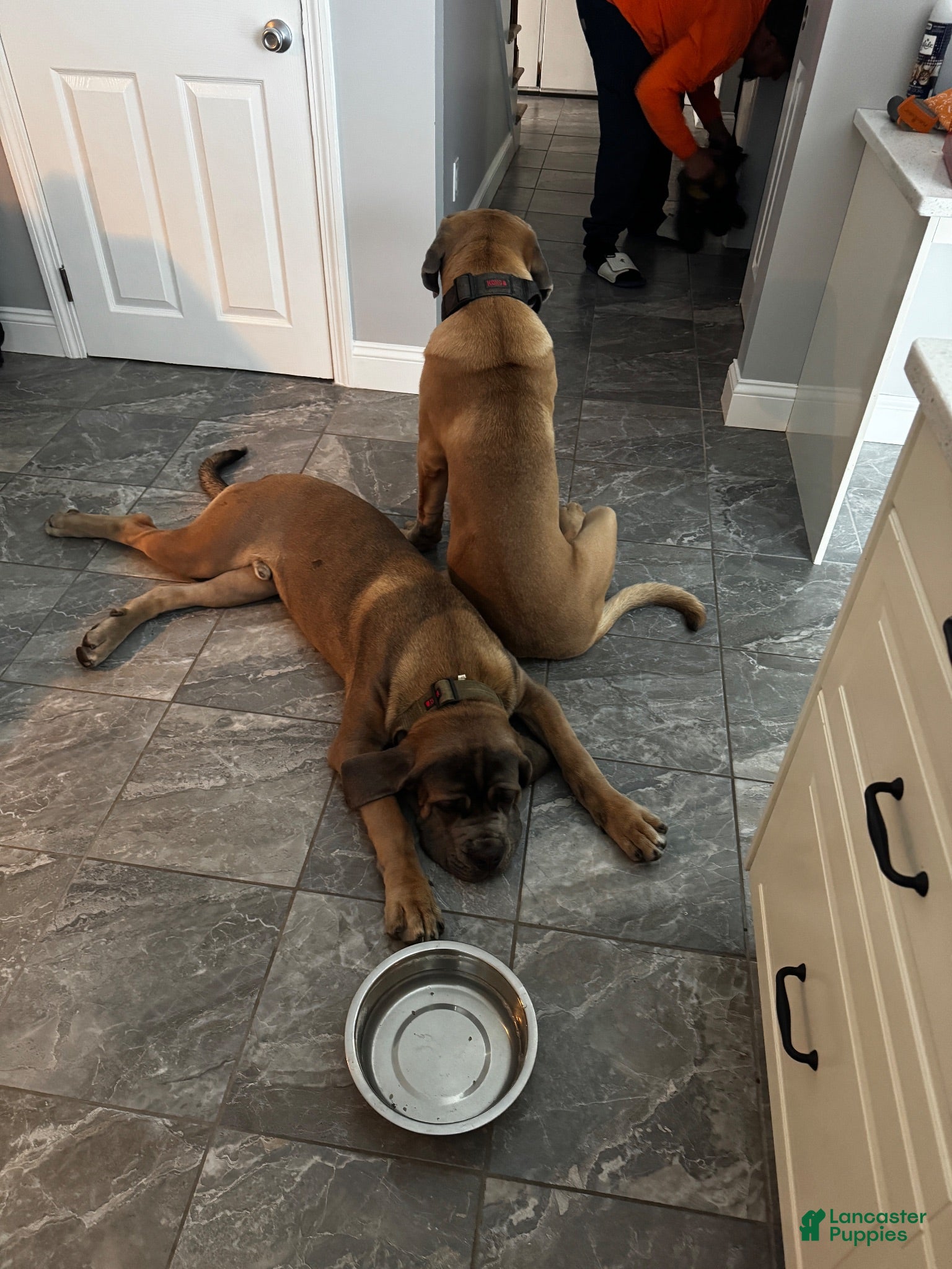 Cane Corso dogs Junior Vicenzo - Ad 7