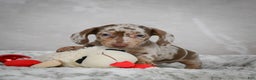 Miniature Dachshund dogs for sale: Hudson - Ad 9