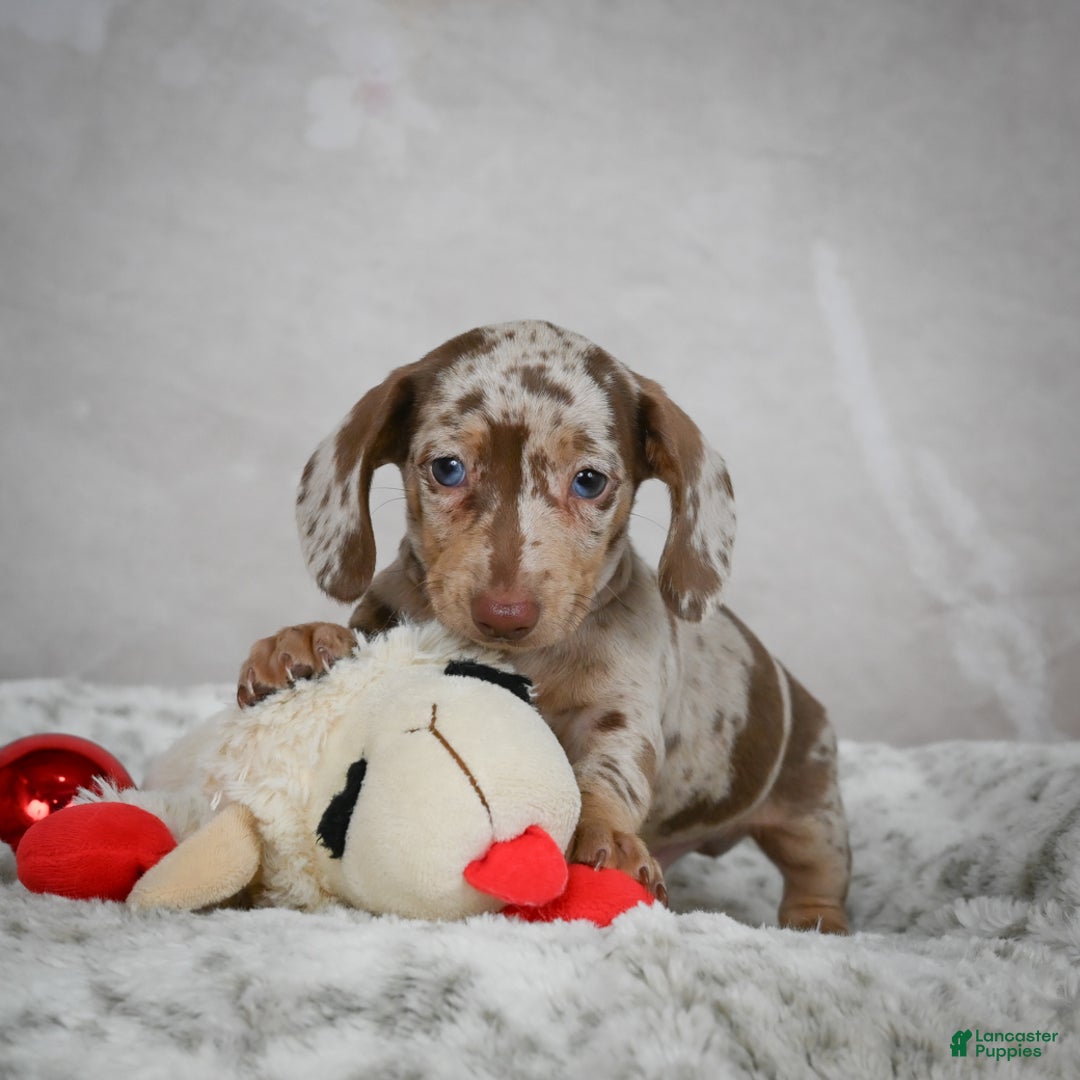 Miniature Dachshund dogs for sale: Hudson - Ad 9