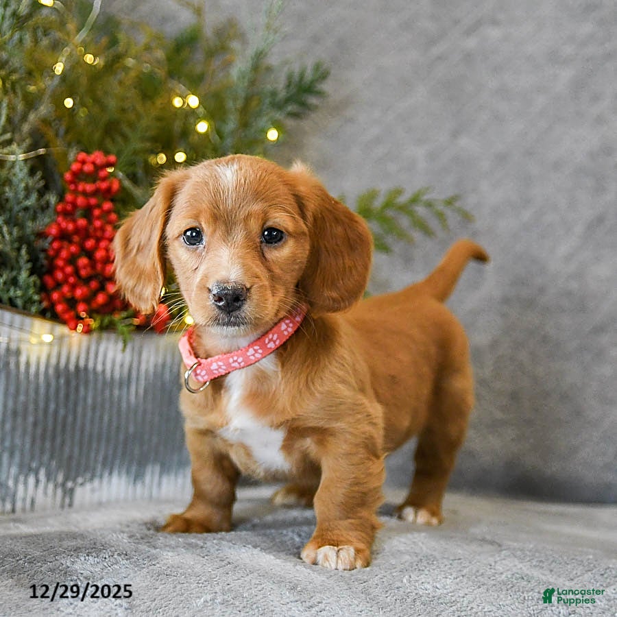 Miniature Dachshund dogs Sage - Ad 9