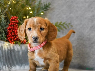 Miniature Dachshund dogs Sage - Ad 9