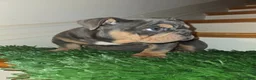 English Bulldog dogs for sale: English Bulldog Puppy 1 - Ad 5