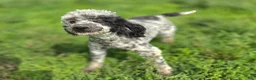 Cavapoo dogs for sale: Lala Orange - Ad 8