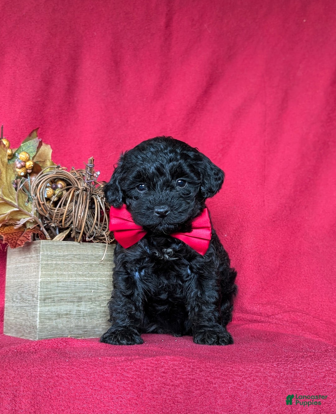 Miniature Poodle dogs for sale: Tango - Ad 2