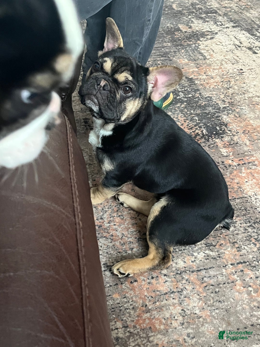 French Bulldog dogs for sale: Phoenix  - Ad 5