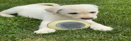 Mixed Breed dogs for sale: Mixed Breed 5 - Ad 6