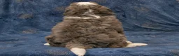 Mini Bernedoodle dogs for sale: Jennifer - Ad 5