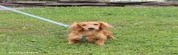 Miniature Dachshund dogs for sale: Rose  - Ad 7