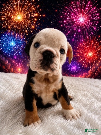 English Bulldog dogs Bela_Female - Ad 1