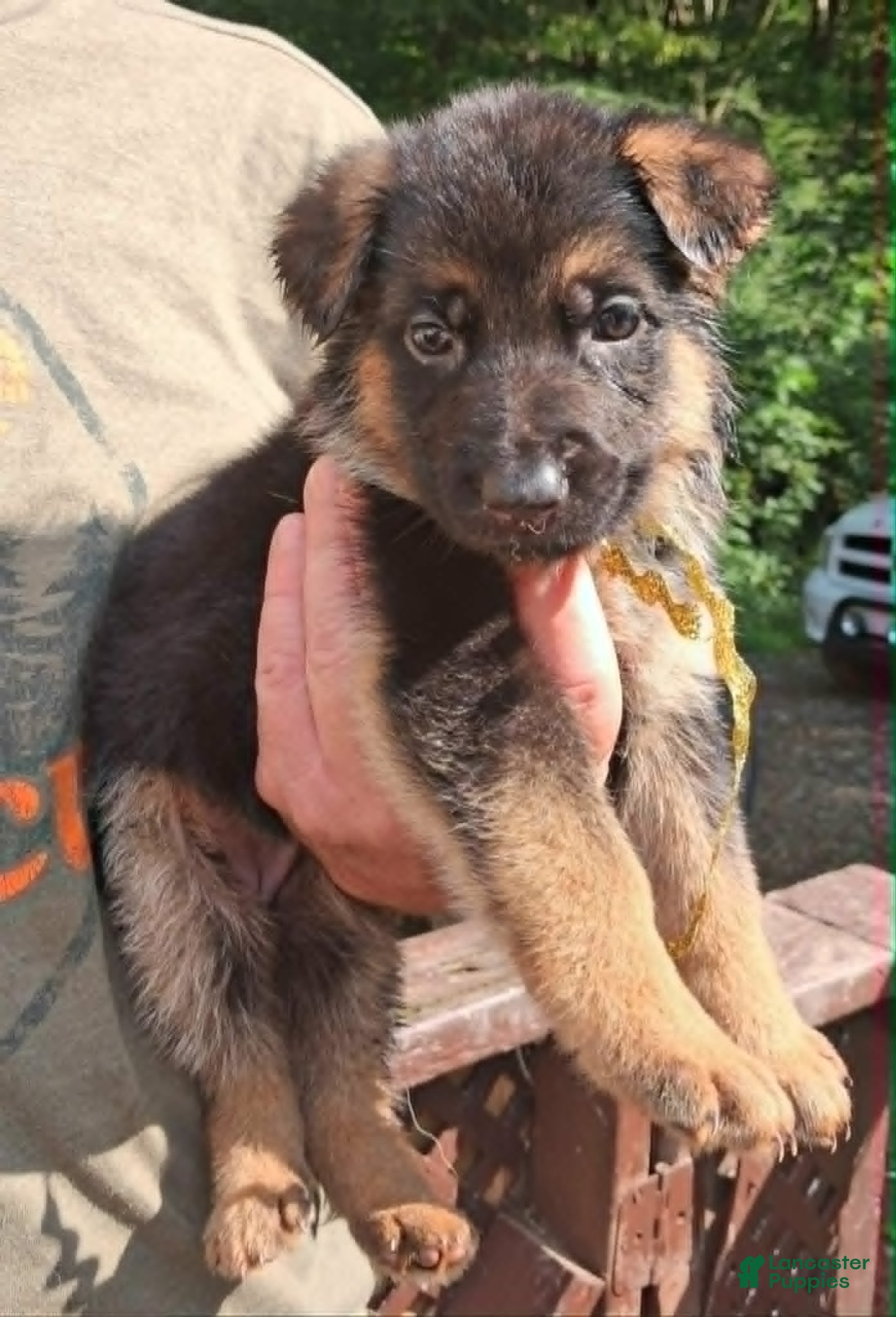 German Shepherd dogs for sale: Female Gold Ribbon - Ad 3