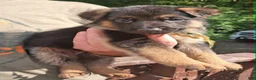 German Shepherd dogs for sale: Female Gold Ribbon - Ad 1