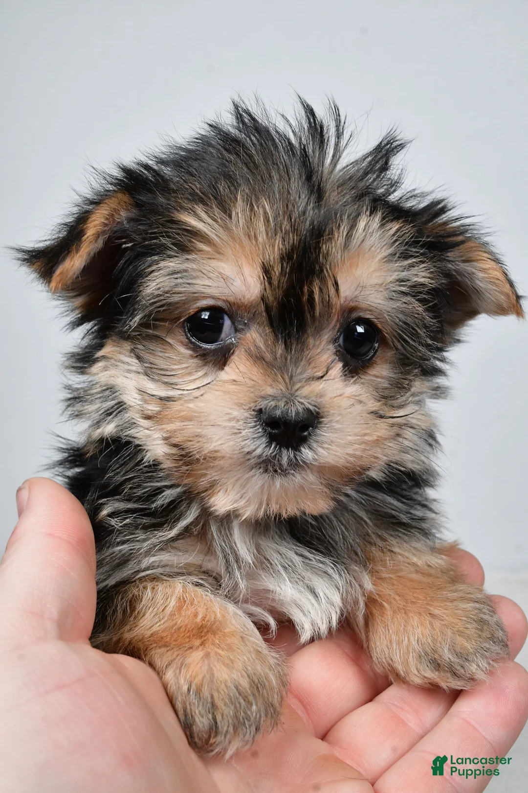 Morkie dogs for sale: Reba - Ad 6