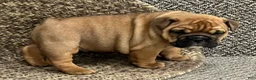 English Bulldog dogs for sale: Violet  - Ad 3