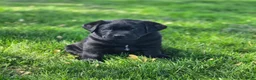 Labrador Retriever dogs for sale: Max - Ad 3