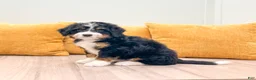 Mini Bernedoodle dogs for sale: Jackson - Ad 3