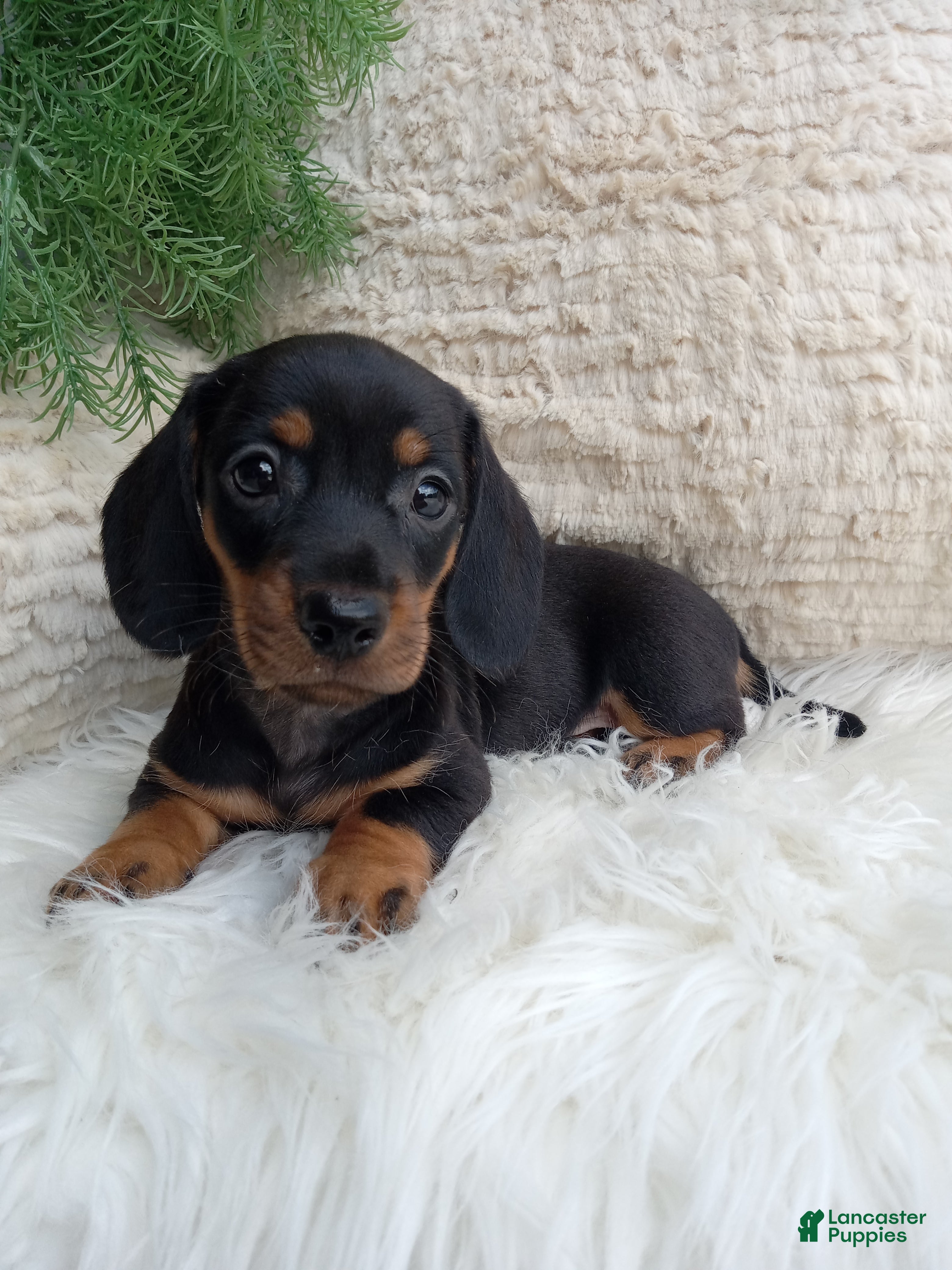 Dachshund dogs Rocky  - Ad 1