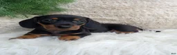 Dachshund dogs for sale: Rocky  - Ad 1