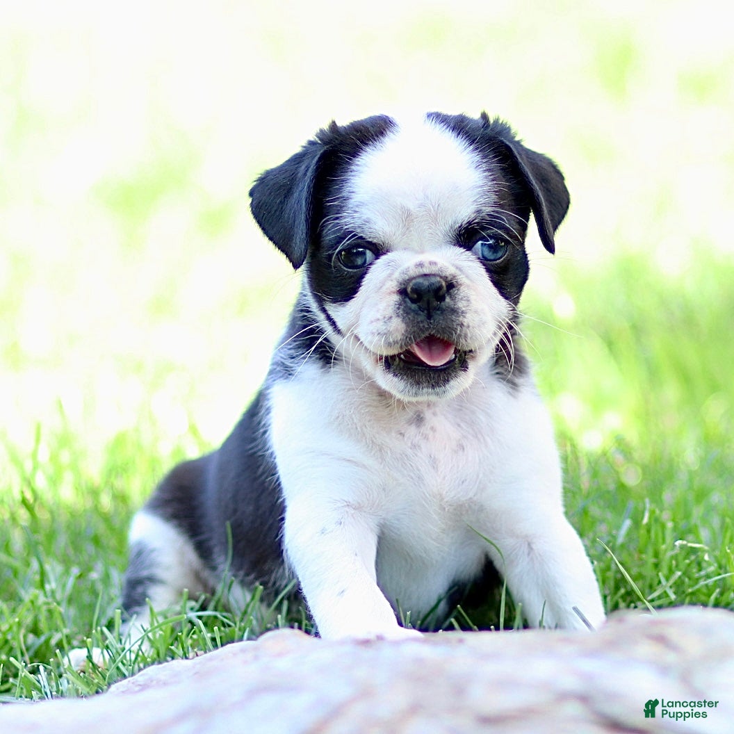 Pug dogs Bonnie - Ad 1