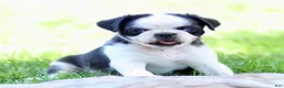 Pug dogs for sale: Bonnie - Ad 1