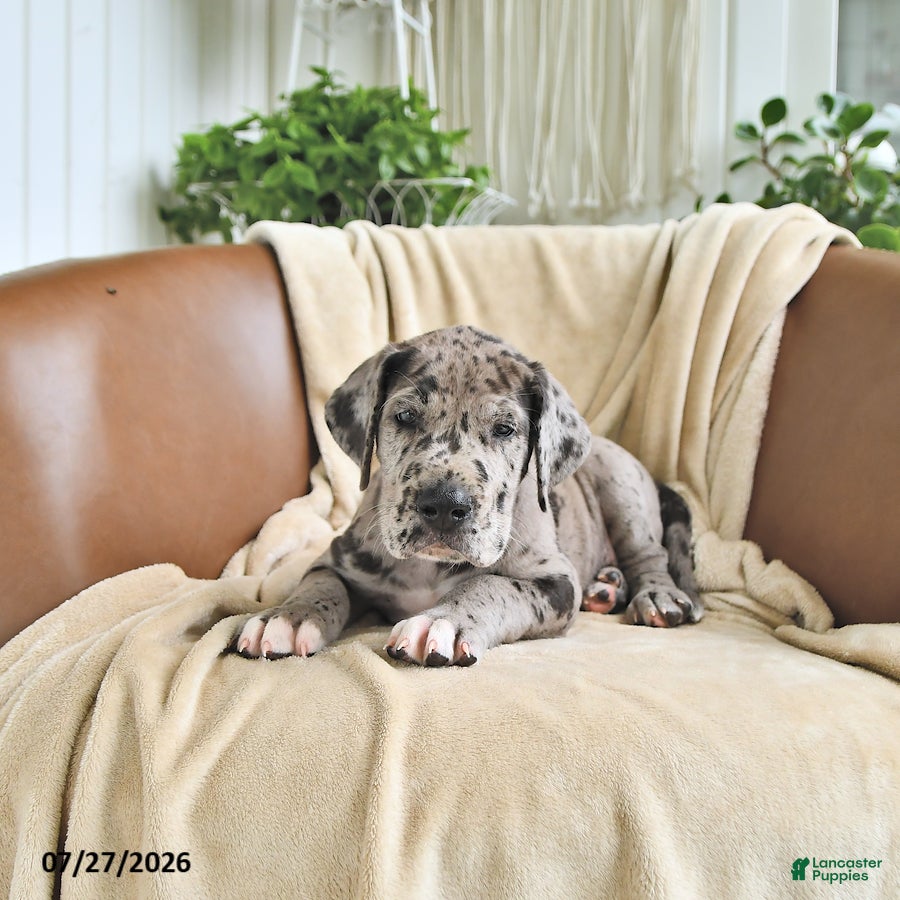 Great Dane dogs Buster - Ad 2