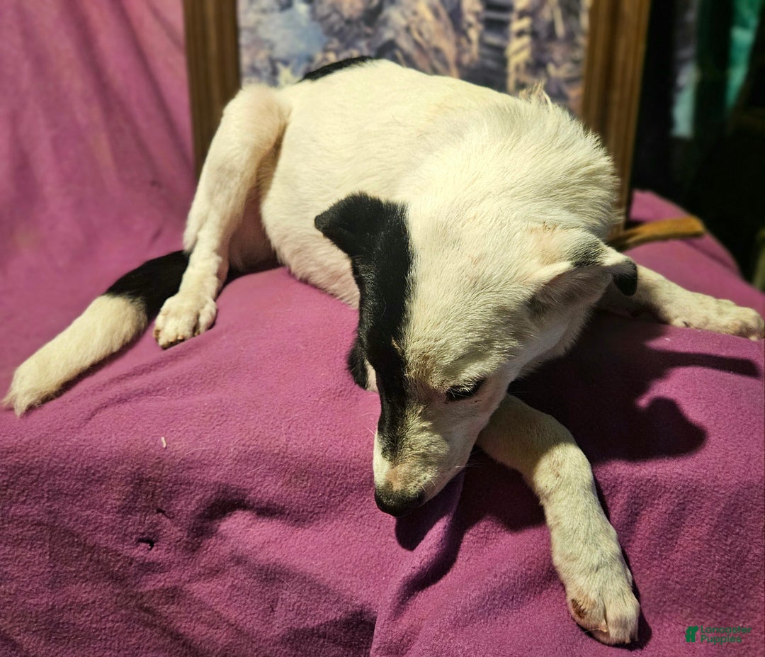 Border Collie dogs for sale: Dreami (Runt) - Ad 55