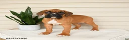 Boxer dogs for sale: Jersey - Ad 3
