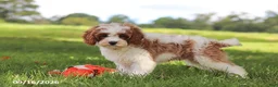 Cavapoochon dogs for sale: Cyber - Ad 4