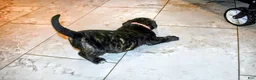 Presa Canario dogs for sale: Mr Neon  - Ad 67