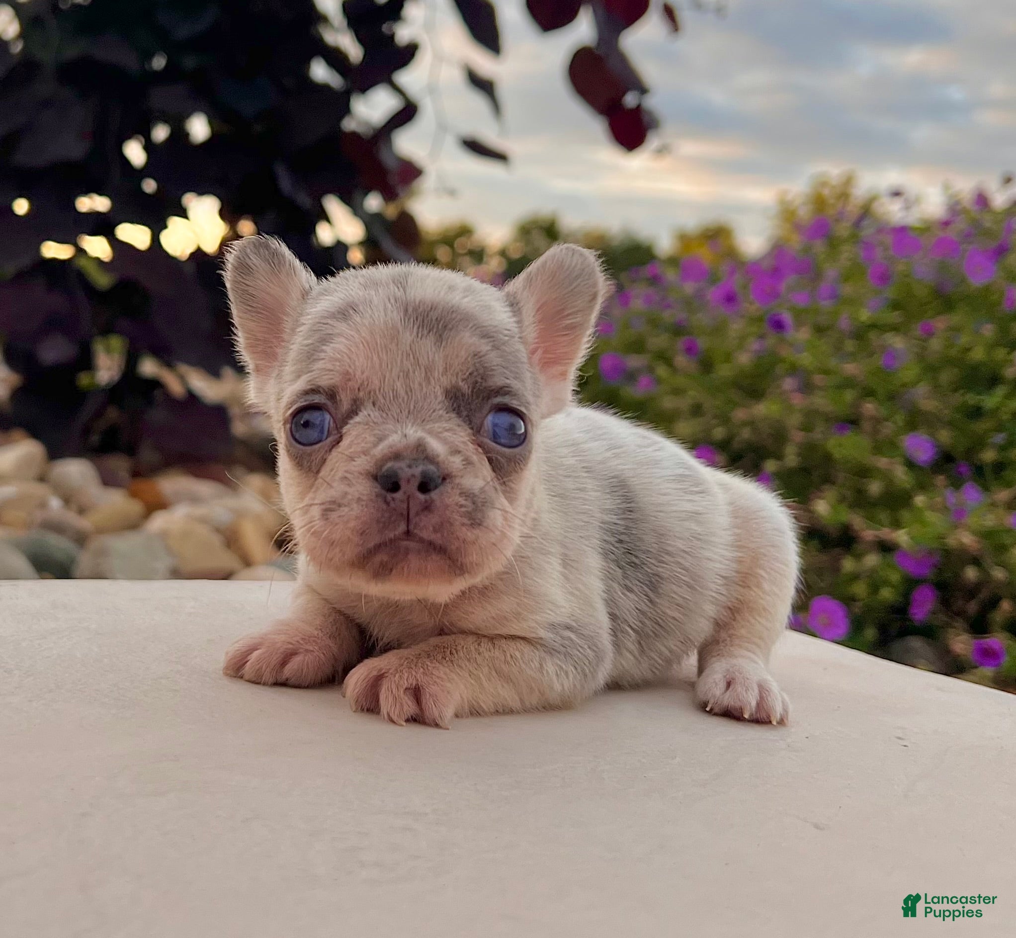French Bulldog dogs Debbie - Ad 1