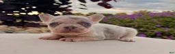 French Bulldog dogs for sale: Debbie - Ad 1