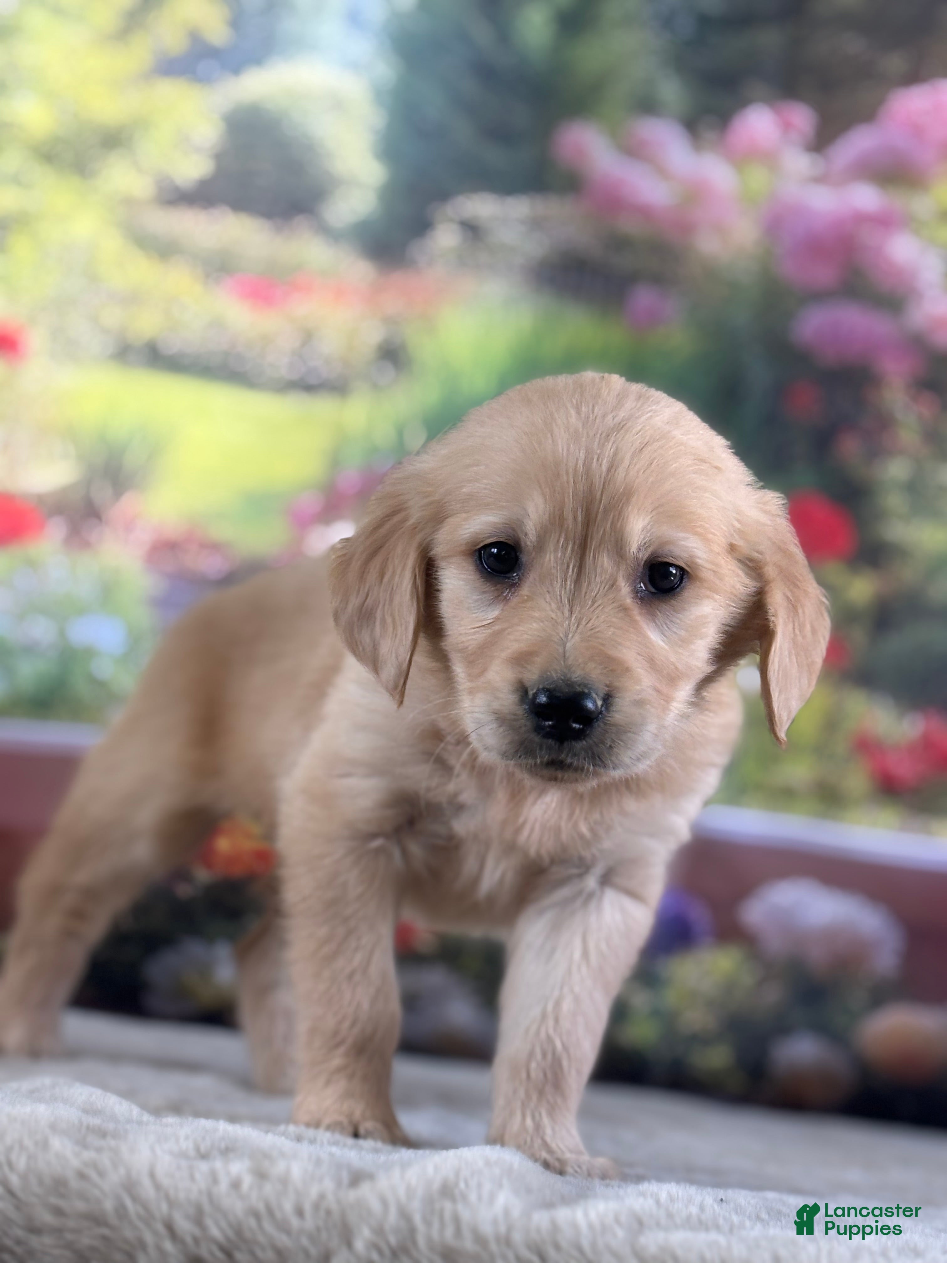Golden Retriever dogs  Pearl - Ad 2