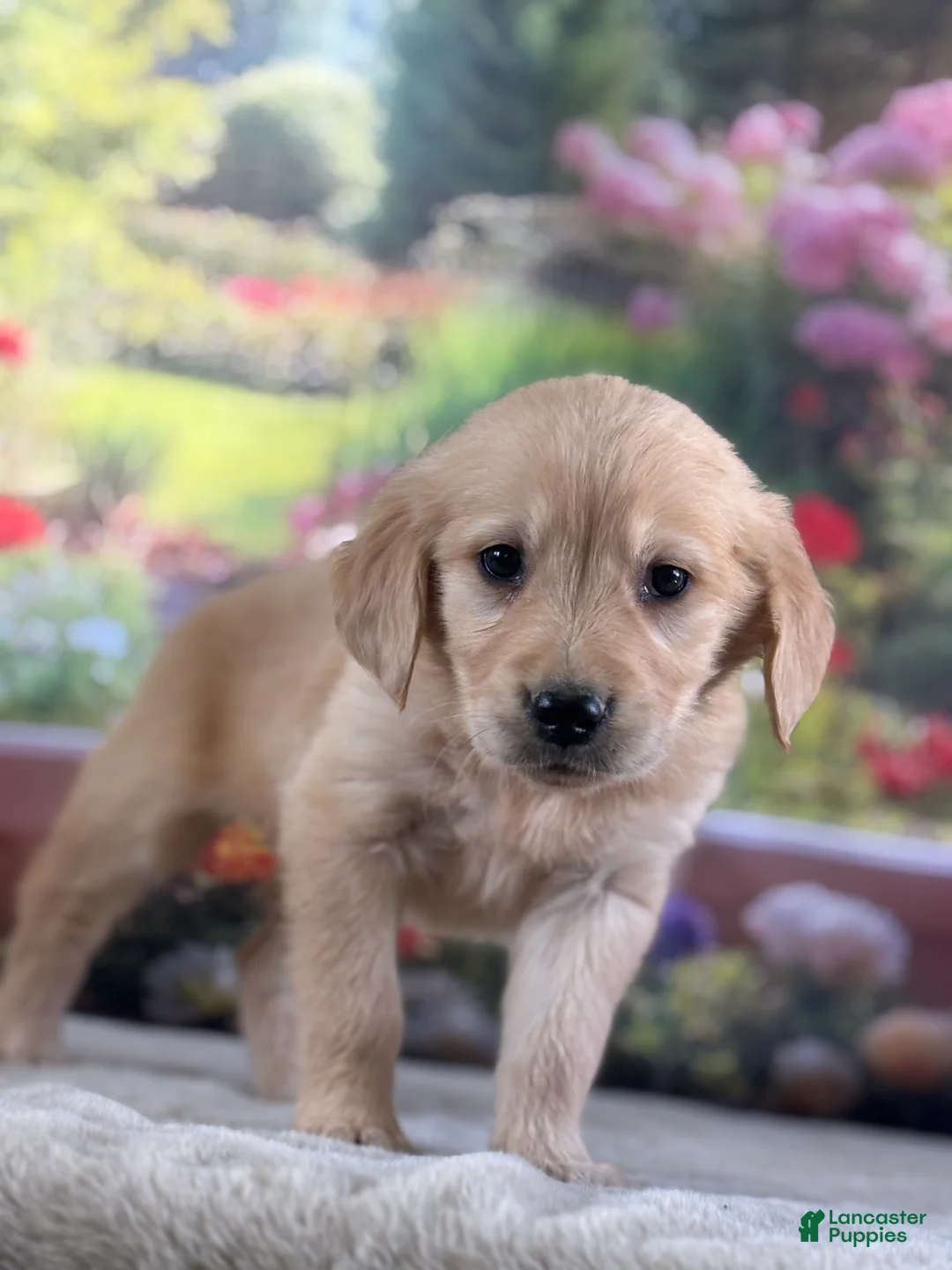 Golden Retriever dogs for sale:  Pearl - Ad 2
