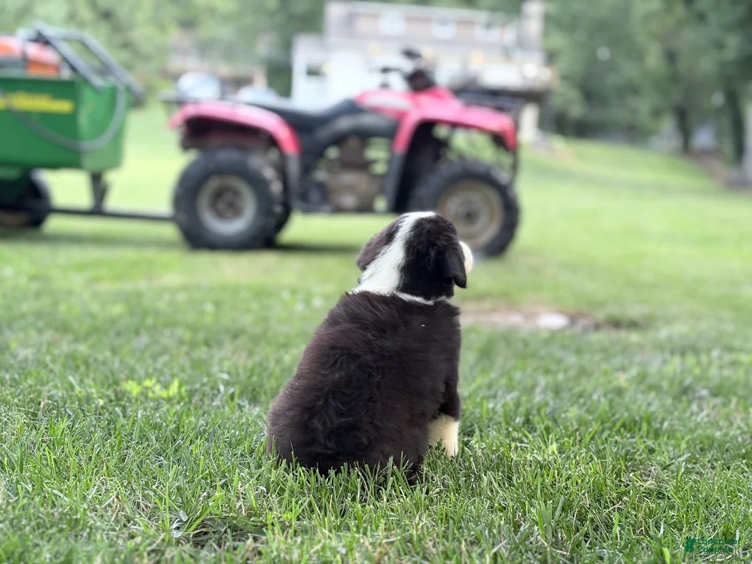 Australian Shepherd dogs for sale: Marley - Ad 3