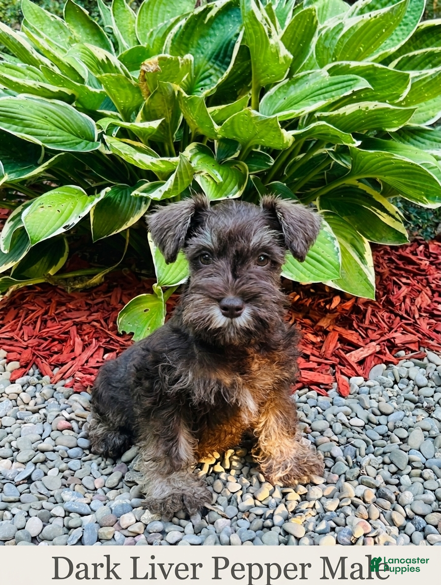 Miniature Schnauzer dogs Dewey - Ad 18