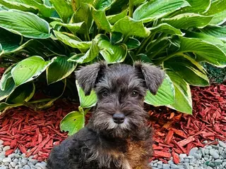 Miniature Schnauzer dogs Dewey - Ad 18