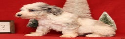 Miniature Poodle dogs for sale: Asher - Ad 6