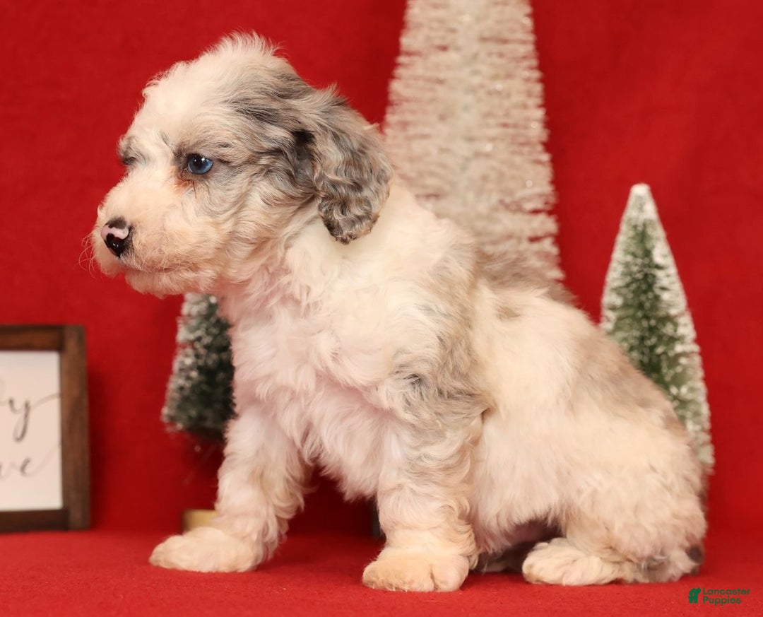 Miniature Poodle dogs for sale: Asher - Ad 6