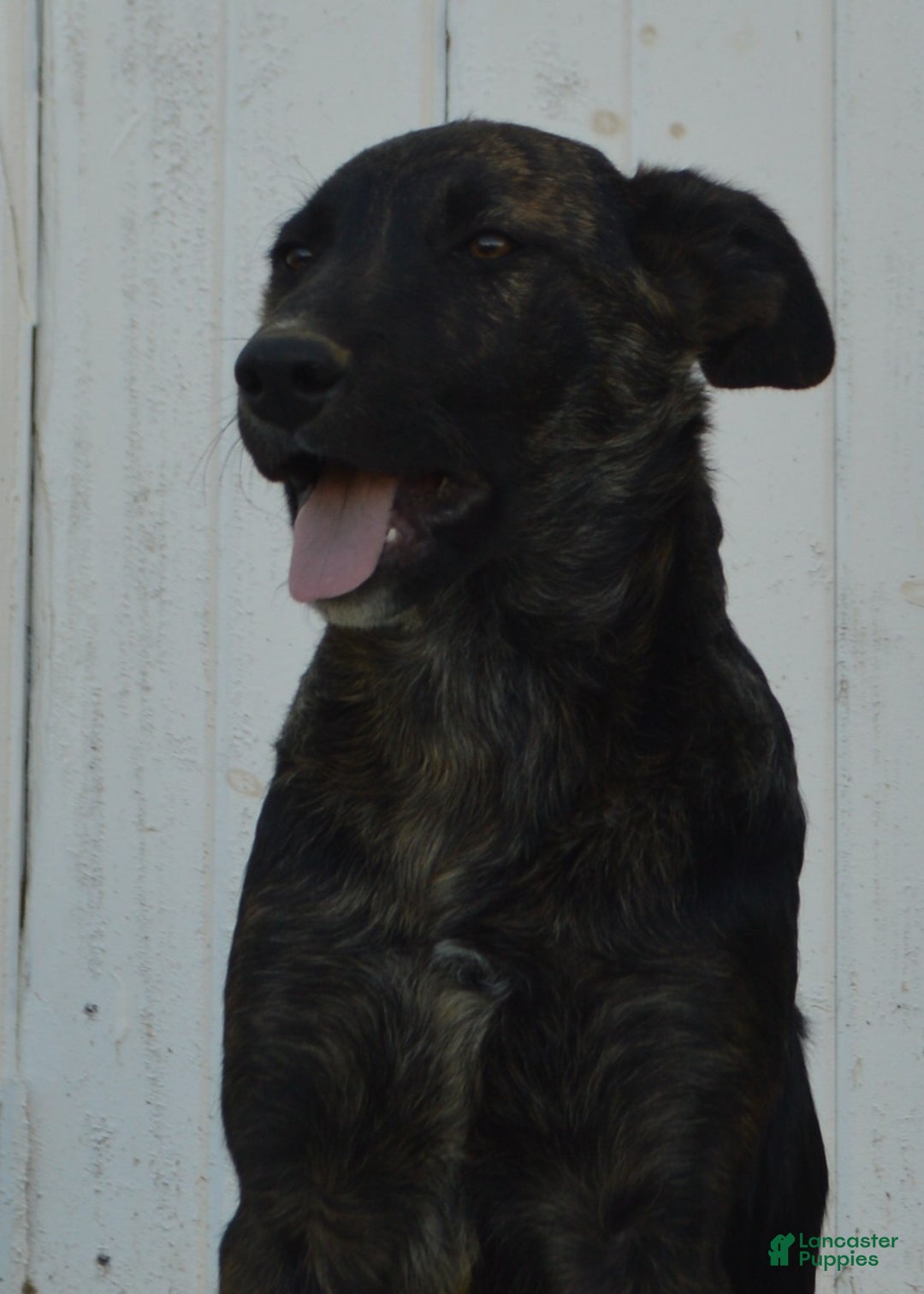 Mixed Breed dogs for sale: Mac - Ad 3