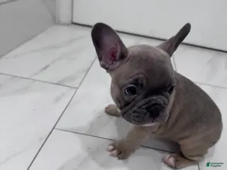 French Bulldog dogs French Bulldog Puppy 2 - Ad 15