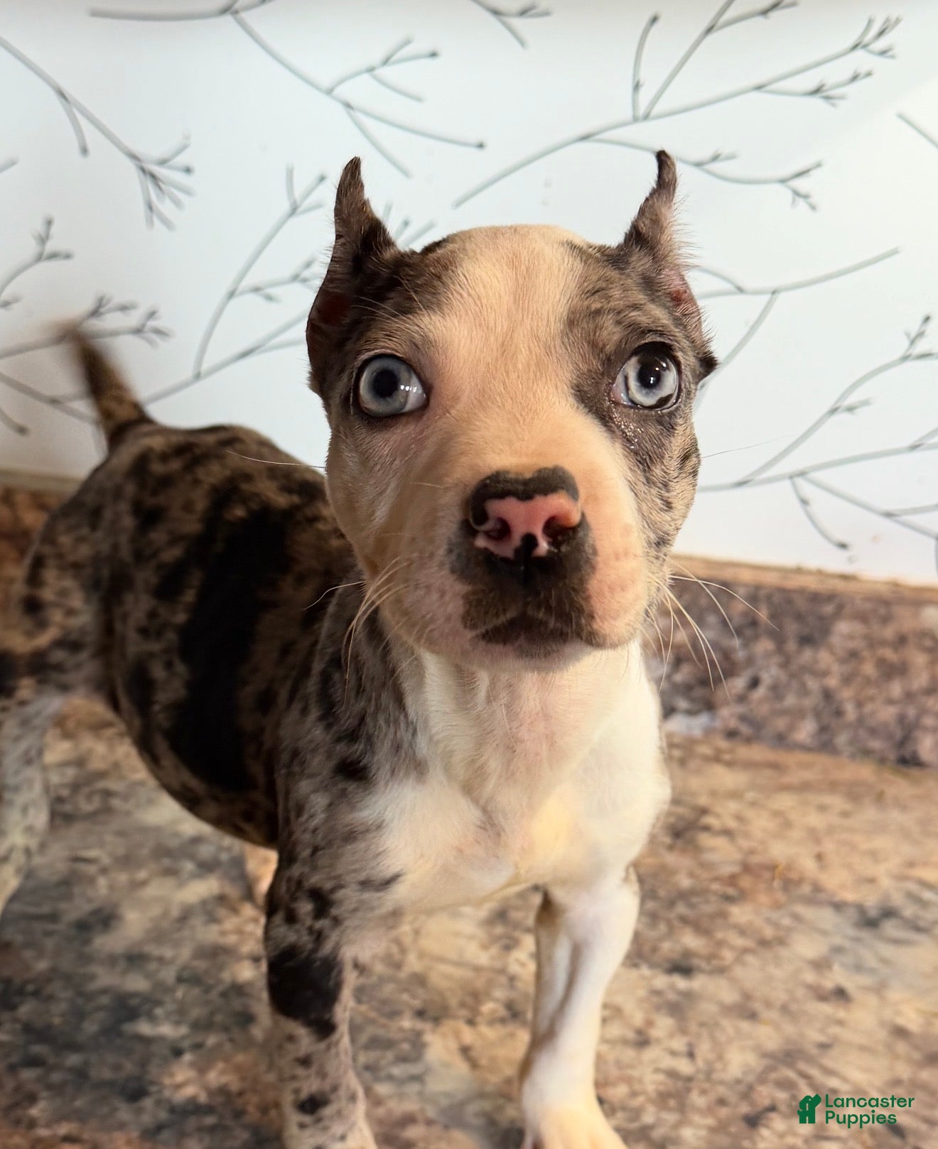 American Bully dogs for sale: Diamond  - Ad 39