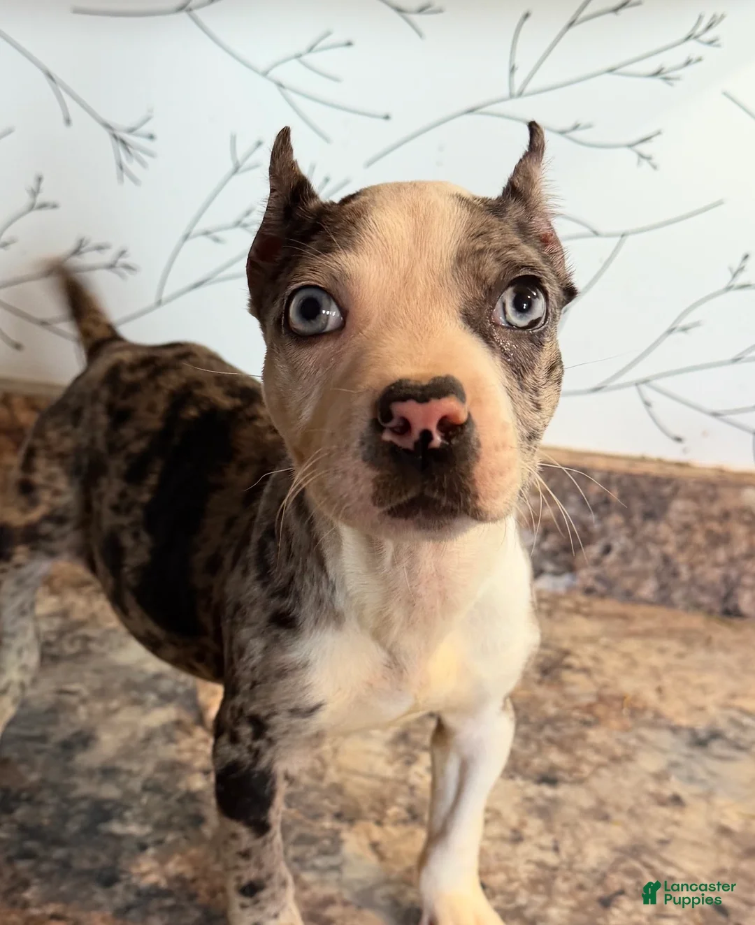 American Bully dogs for sale: Diamond  - Ad 1
