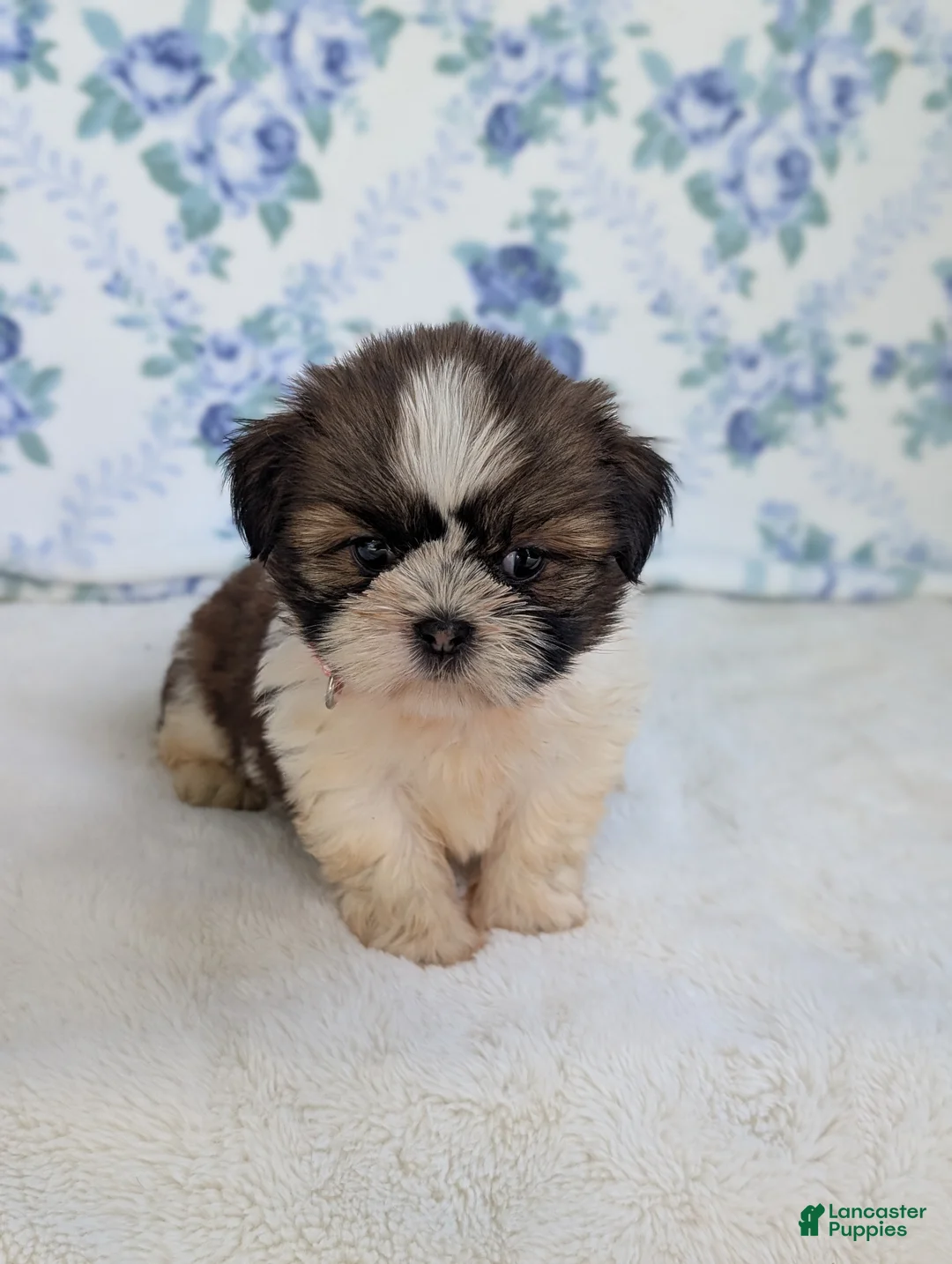 Shih Tzu dogs for sale: Felicity  - Ad 2