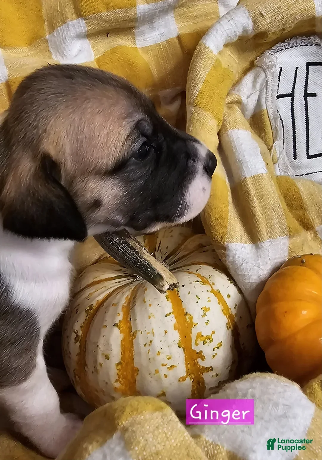 Great Dane dogs for sale: Ginger - Ad 2