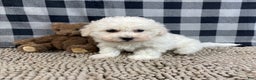 Bichon Frise dogs for sale: Bruce - Ad 2